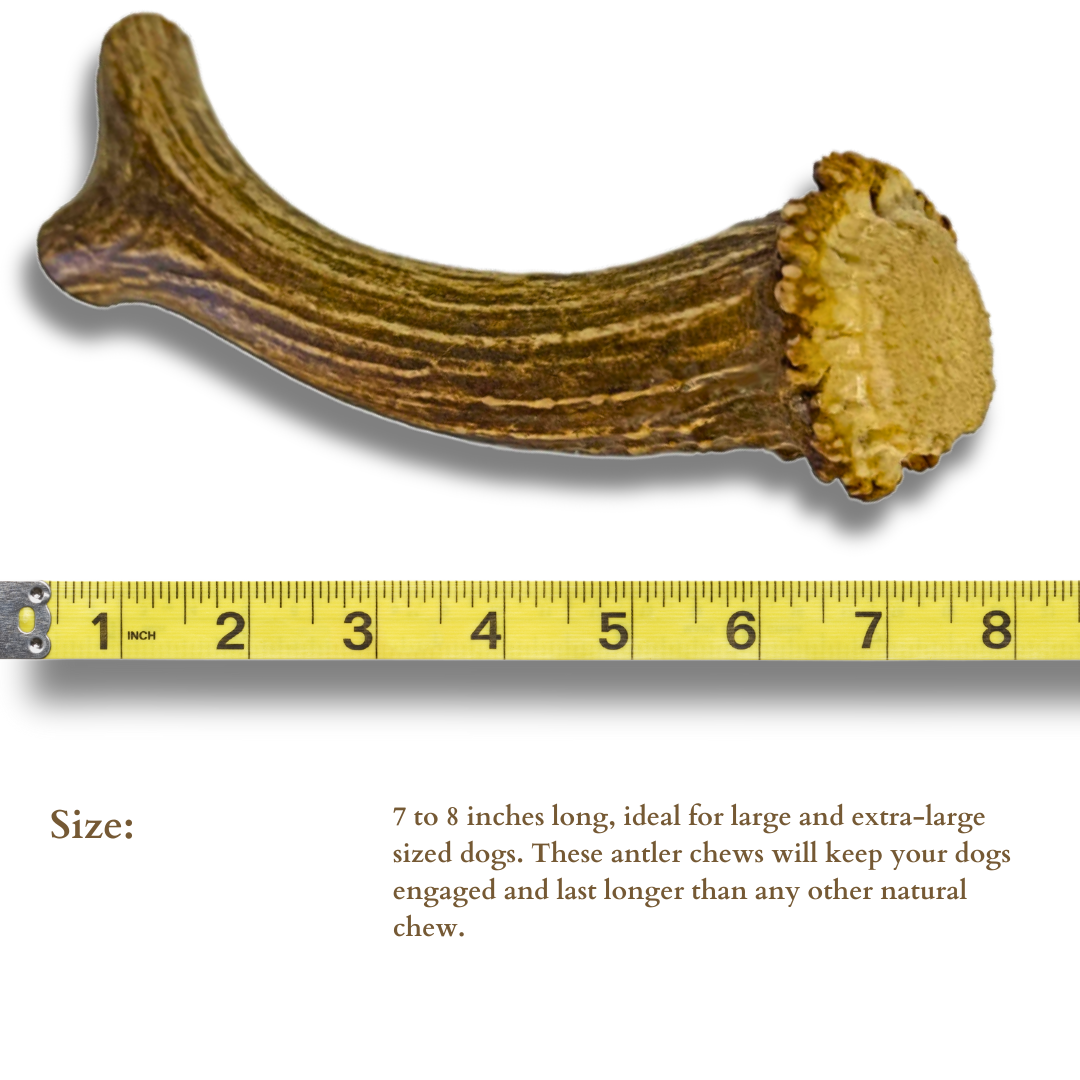 1 Pack - XL Extra Large | Deer Antler Dog Chew