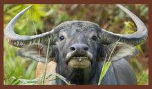 Load image into Gallery viewer, 3 Pack - Medium | Buffalo Bully Horns - Free Range - All Natural Dog Chews
