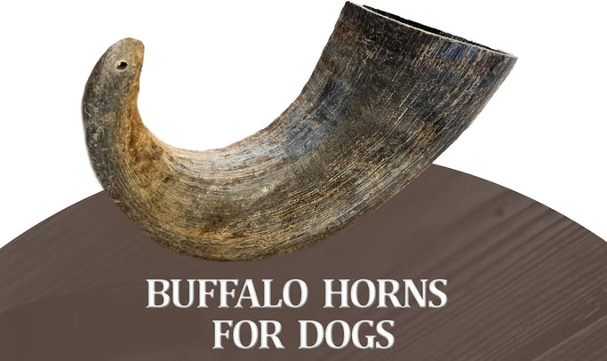 2 Pack - Large | Buffalo Bully Horns - Free Range - All Natural Dog Chews