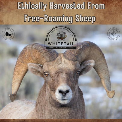 2 Pack - Small |   Lamb/Sheep Horns -Organic Free Range - Dog Chews