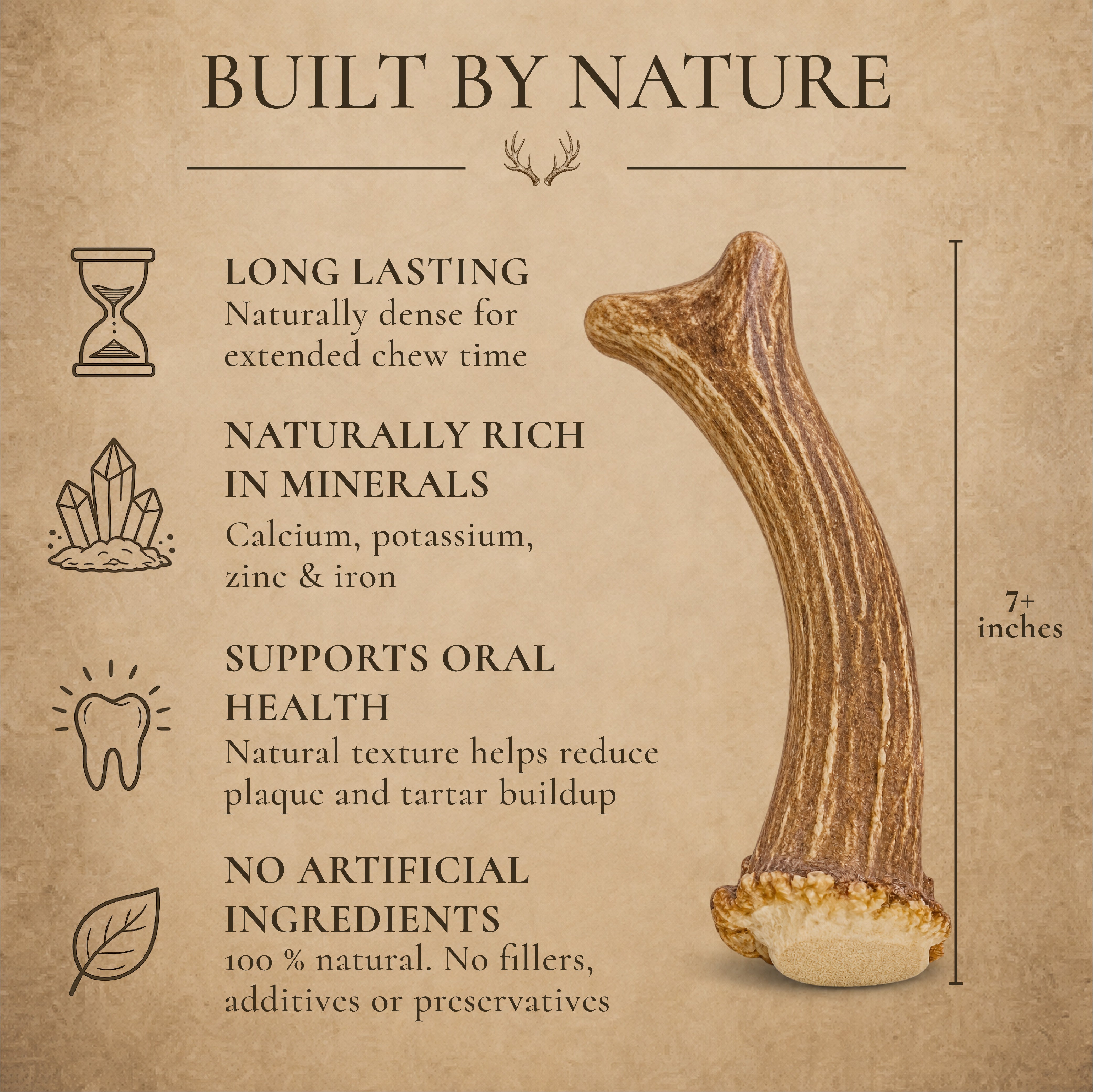 XL Whole Deer Antler Dog Chew for Large Dogs | 1, 2 or 3 Pack