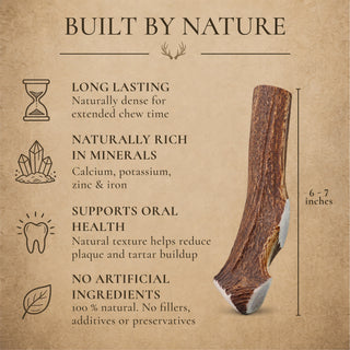 Large Whole Elk Antler Dog Chew for Medium & Large Dogs - 1, 2, or 3 Pack