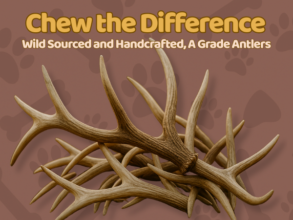 3 Pack - Large | Deer Antler Dog Chews
