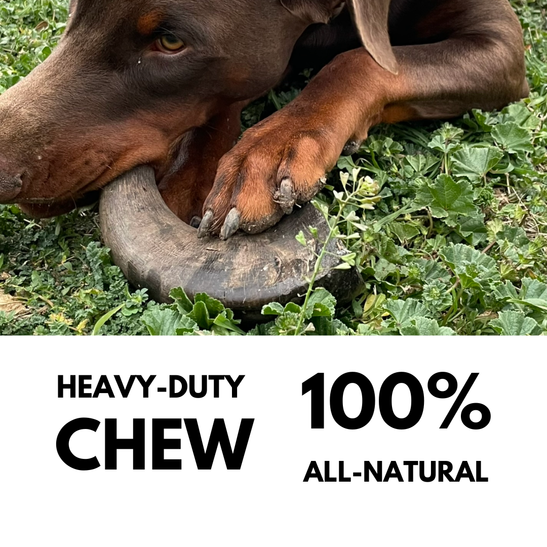 XL Extra Large |  Buffalo Bully Horns - Free Range - All Natural Dog Chews