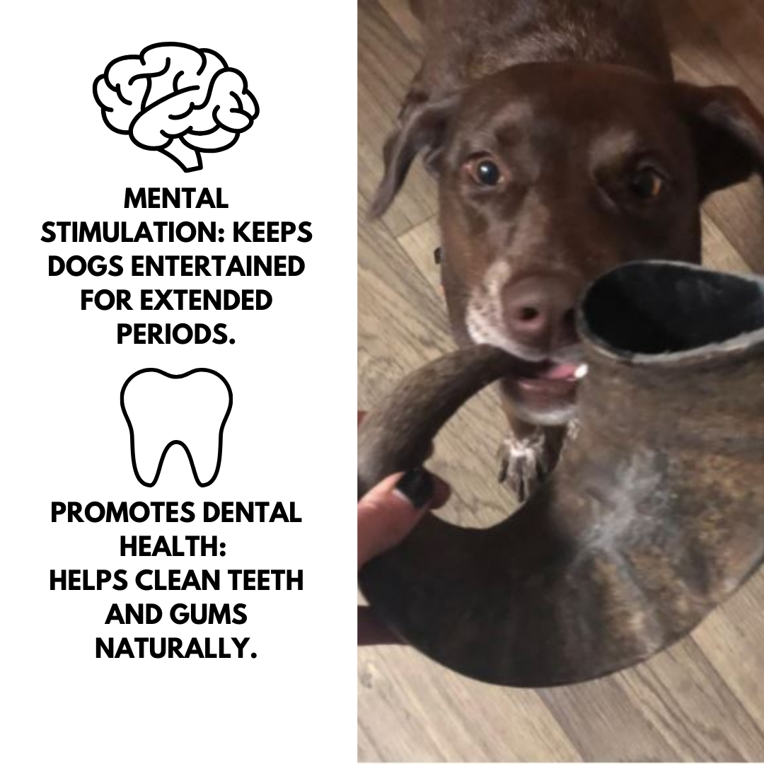 XL Extra Large Buffalo Bully Horns Free Range All Natural Dog Chews