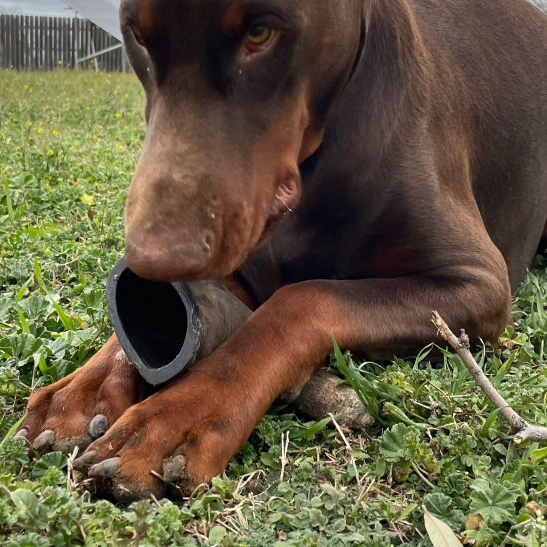 XL Extra Large |  Buffalo Bully Horns - Free Range - All Natural Dog Chews