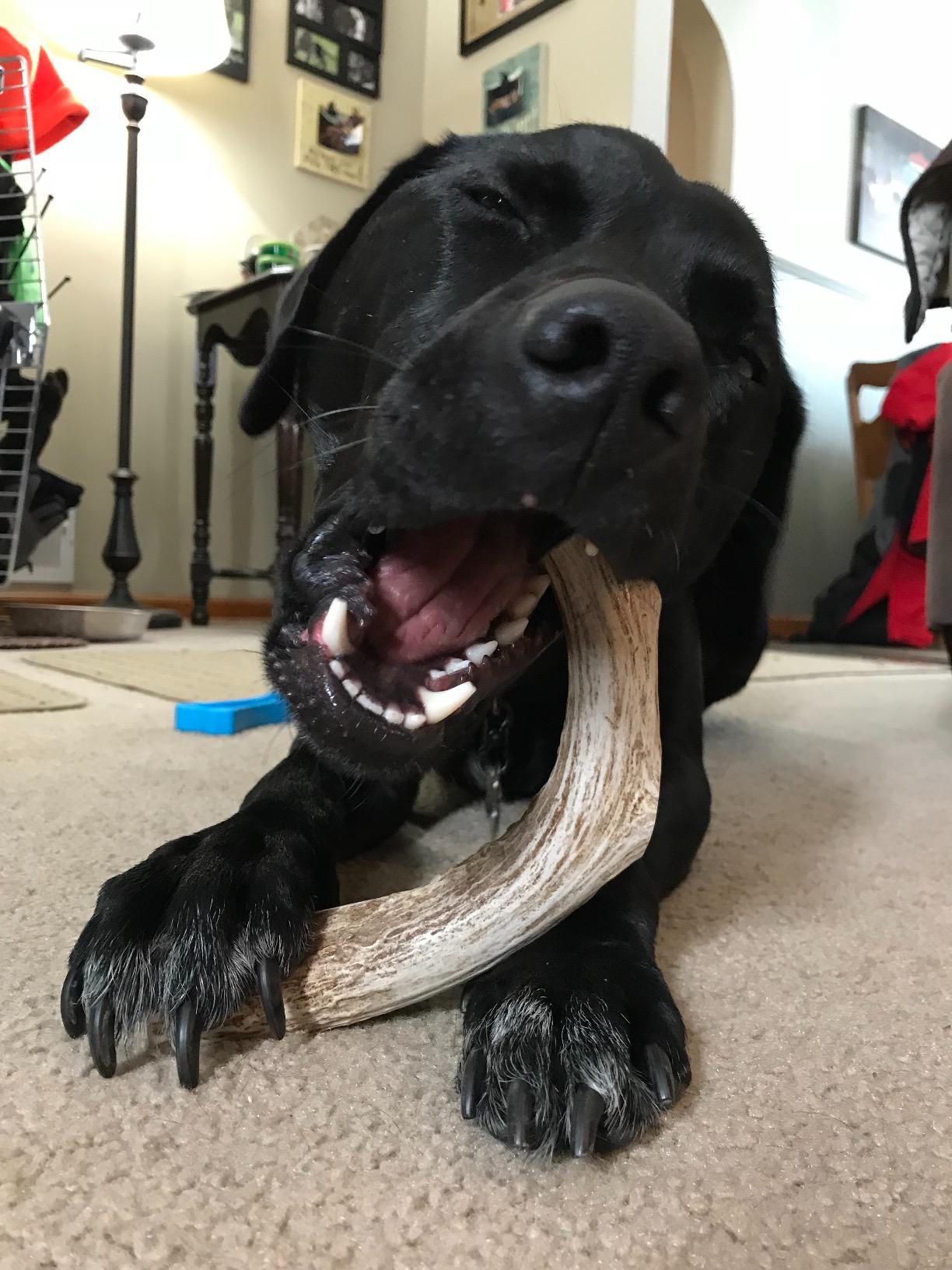 1 Pack- XXL Extra Large - Massive | Deer Antler Dog Chew