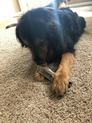 Medium Split Elk Antler Dog Chews – 1, 3 or 6 Pack