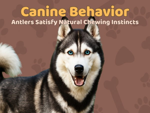 3 Pack - Large | Deer Antler Dog Chews