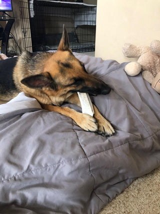 Large Split Elk Antler Dog Chews – 1, 2 or 3 Pack