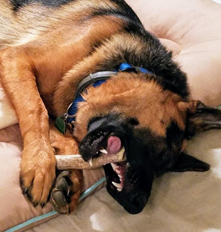 Large Whole Deer Antler Dog Chew for Medium & Large Dogs | 1, 2 or 3 Pack