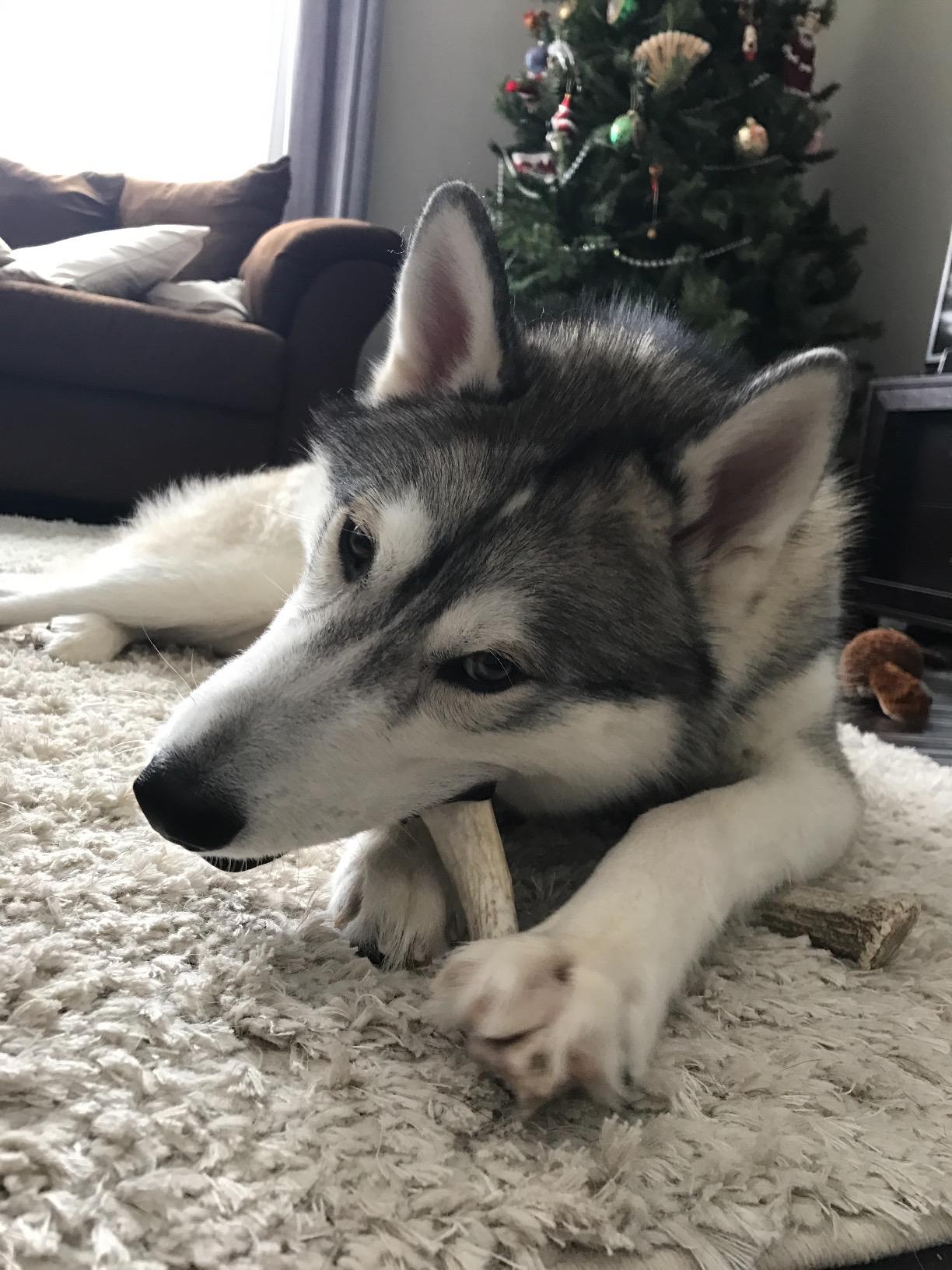 1 Pack - Large | Whole Elk Antler Dog Chew