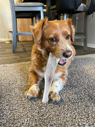 1 lb Bulk Mixed Elk Antler Dog Chews – Whole & Split Variety Pack