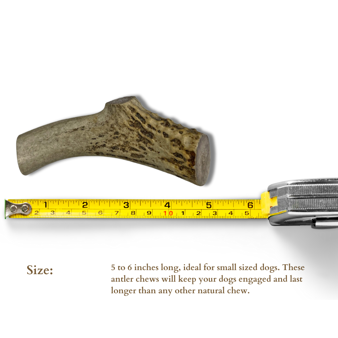 1 Pack - Small/Thick | Deer Antler Dog Chews Thick