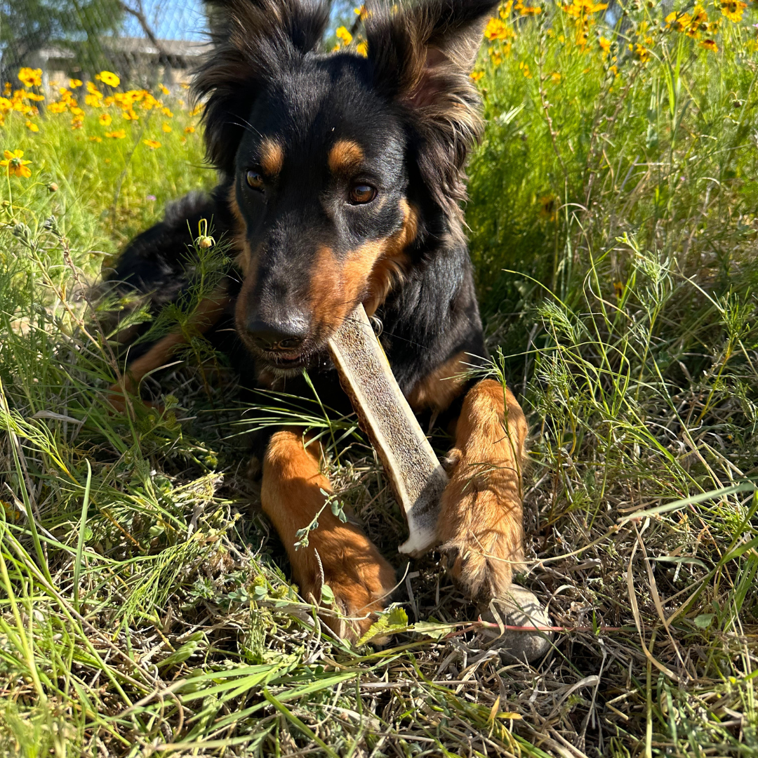 3 Pack - Large | Split Elk Antler Dog Chews