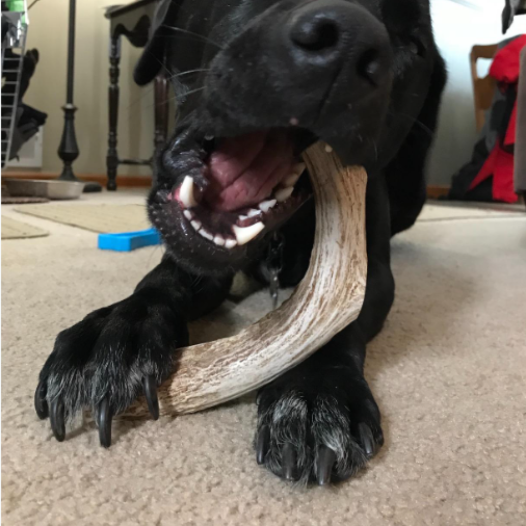 1 Pack - Extra Large | Whole Elk Antler Dog Chew