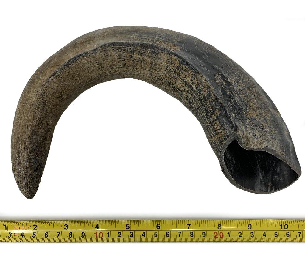 Giant Water Buffalo Bully Horn (XXX-Large) - WhiteTail Naturals